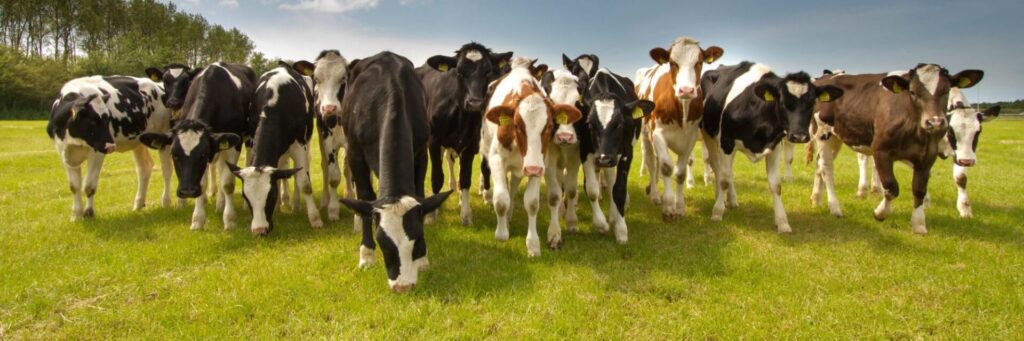 dairy cover